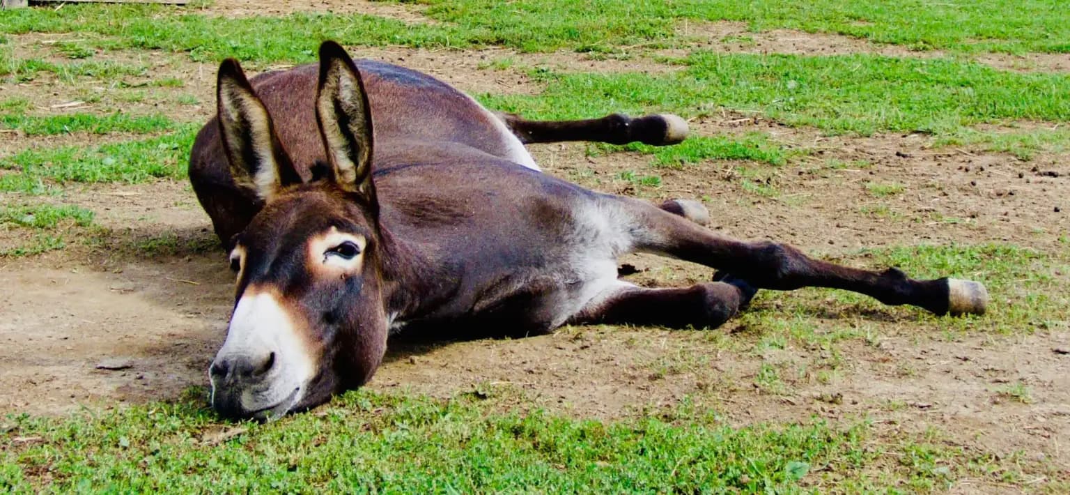 La pause câlin