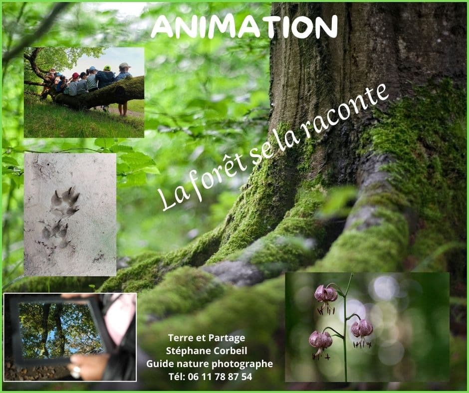 Atelier "La forêt se la raconte"