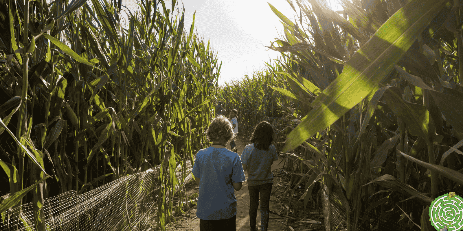 Landjugend Zenter : Labyrinthe de maïs à Beringen