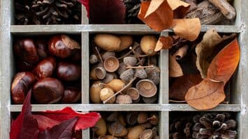 Weihnachtsbasteln aus Wald & Wiese
