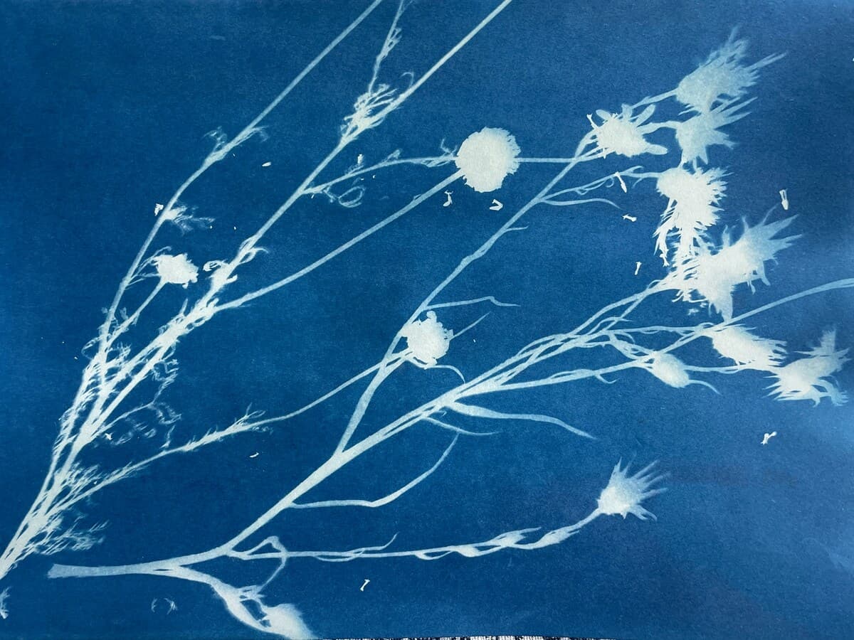 L’herbier bleu