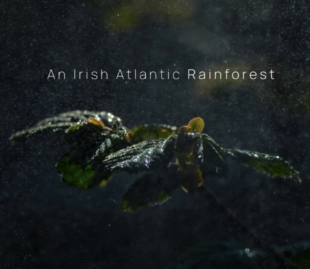 An Irish Atlantic Rainforest