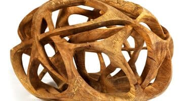 Visite guidée : De mémoire d’arbre