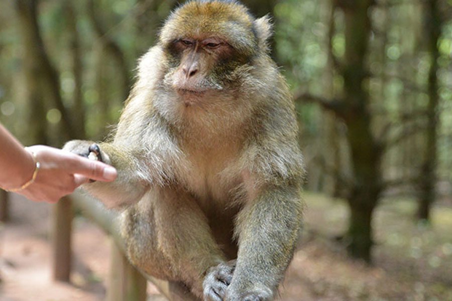 Kideaz Montagne Des Singes à Kintzheim Une Expérience