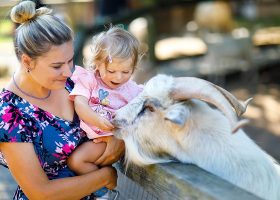 kideaz parc animalier zoo enfant parent nourrir