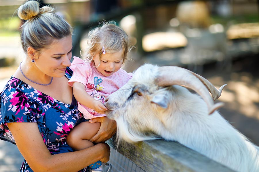 kideaz parc animalier zoo enfant parent nourrir