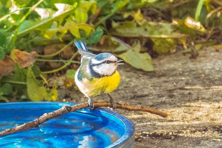 Canicule Protégez Les Animaux Avec Des Gestes Simples Kideaz