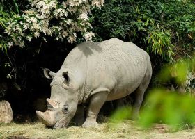 kideaz copyright zoo amneville week end de la conservation du rhinoceros