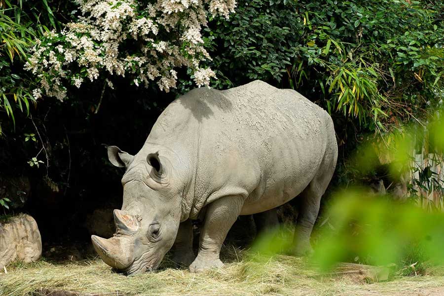 kideaz copyright zoo amneville week end de la conservation du rhinoceros